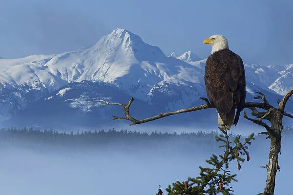 Bald Eagle Perched On Spruce Branch Overlooking The Chilkat Mountains And Fog Filled Tongass National Forest, Southeast Alaska, Winter, Composite