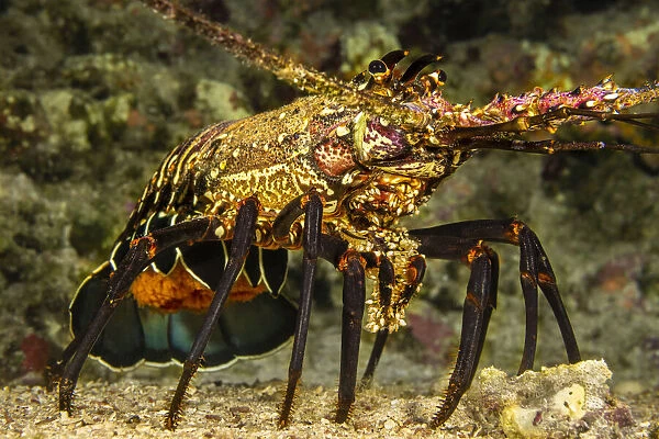 Banded Spiny Lobster, Panulirus marginatus, Hawaii, USA