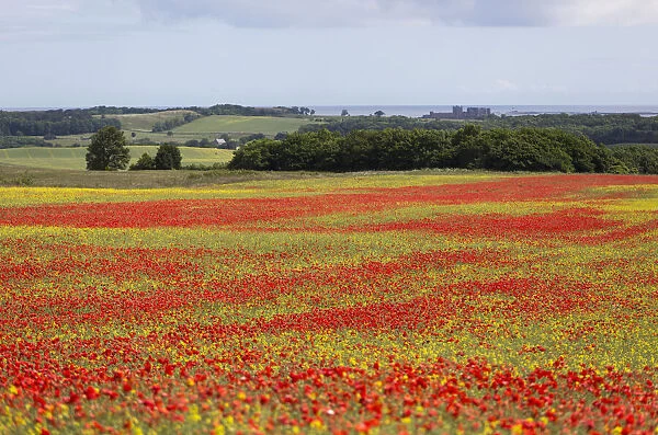 A Field With An Abundance Of Red Flowers And A View Of The Ocean; Bamburgh, Northumberland, England