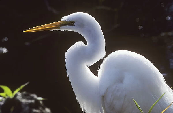 A Great Egret (Ardea Alba) Stalks Prey; Homestead, Florida, United States Of America