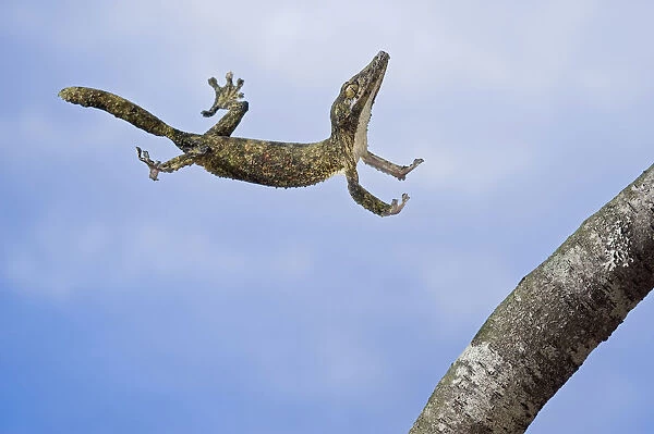 Henkels Leaf-Tailed Gecko In Mid Leap; Madagascar
