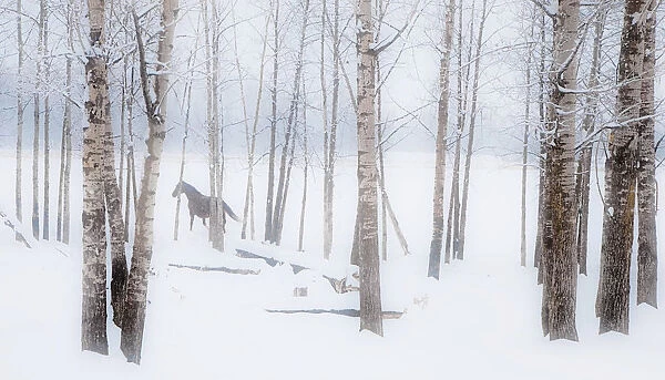 A Horse Stands Beside A Forest Of Bare Trees With The Blustery Snow In Winter; Alberta, Canada