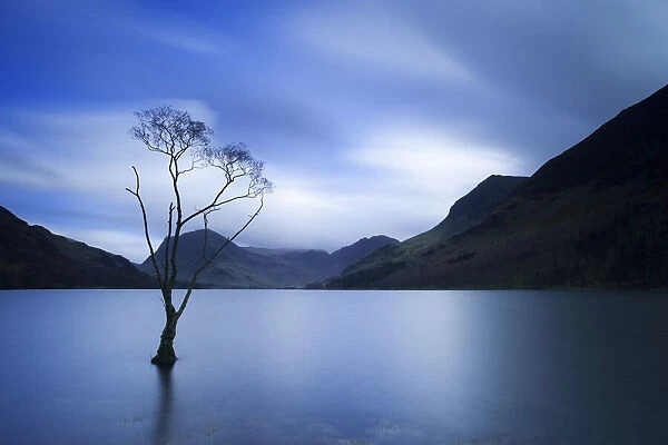 Lone Tree at Dusk, Lake Buttermere, The Lake District, England