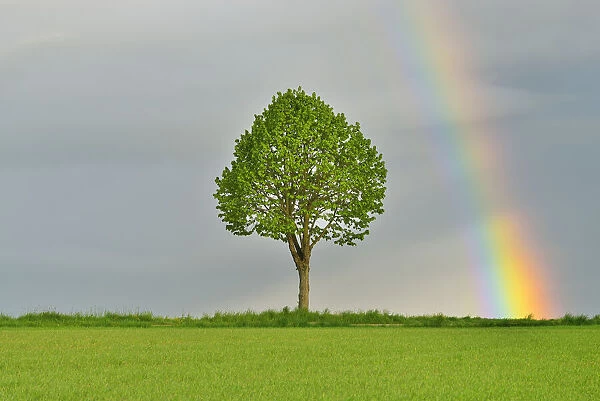 Maple Tree in Grain Field with Rainbow in Spring, Bad Mergentheim, Baden-Wurttemberg, Germany