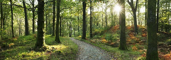 Path Through Forest, Keswick, Cumbria, England