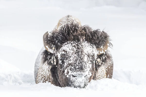 Portrait of a snow-covered Bison in Yellowstone National Park, USA