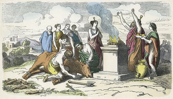 Sacrificing a bull in Ancient Greece. Late 19th century work from an unidentified artist; Illustration