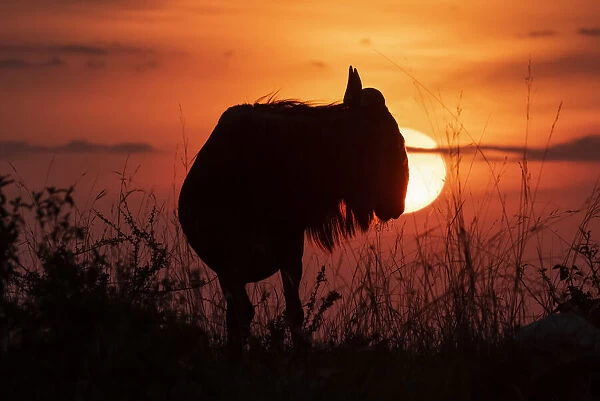 Silhouette of blue wildebeest against setting sun