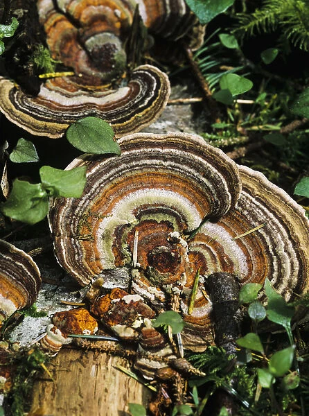 Turkey Tail Fungus; Florence, Oregon, United States Of America