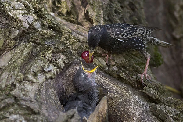 Common Starling (Sturnus vulgaris) feeding chick in nest with a cherry, Hungary