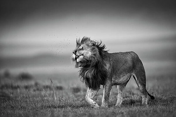 Lion (Panthera leo) shaking off flies, Maasai Mara National Reserve, Rift Valley Province, Kenya