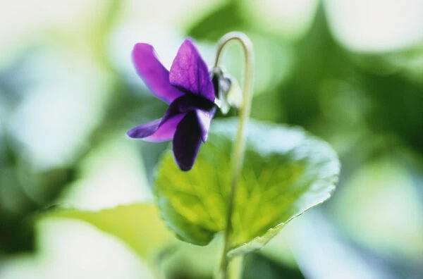 CS_1106. Viola odorata. Violet - Sweet violet. Purple subject. Green b / g