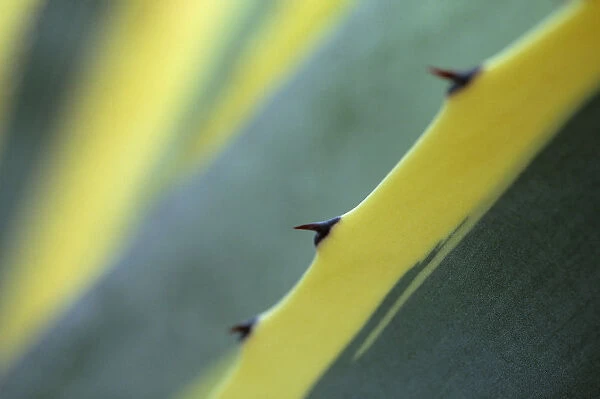 CS_F80. Agave americana marginata. Agave. Yellow subject. Green b / g