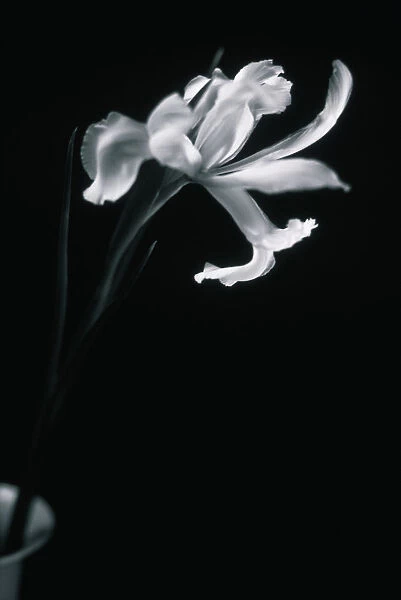 JB_41. Iris - variety not identified. Iris. Black & white subject