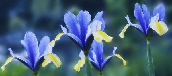 MAM_0085. Iris danfordiae. Iris - Dwarf iris. Blue subject