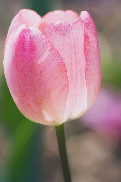 MAM_0102. Tulipa - variety not identified. Tulip. Pink subject