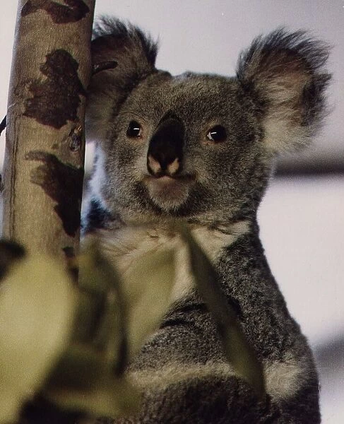 Animals Koala Bear Marsupials circa 1995