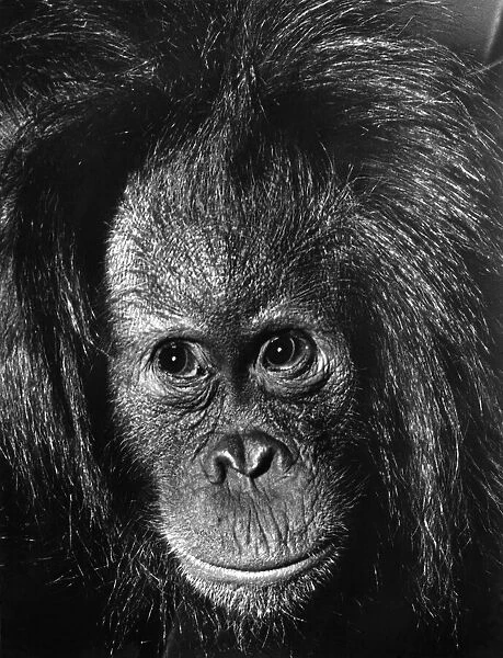 Close up of a long haired monkey December 1968 P004070