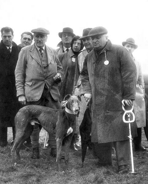 Cotton King, winner of this years Waterloo Cup with the Blue Ribbon of coursing