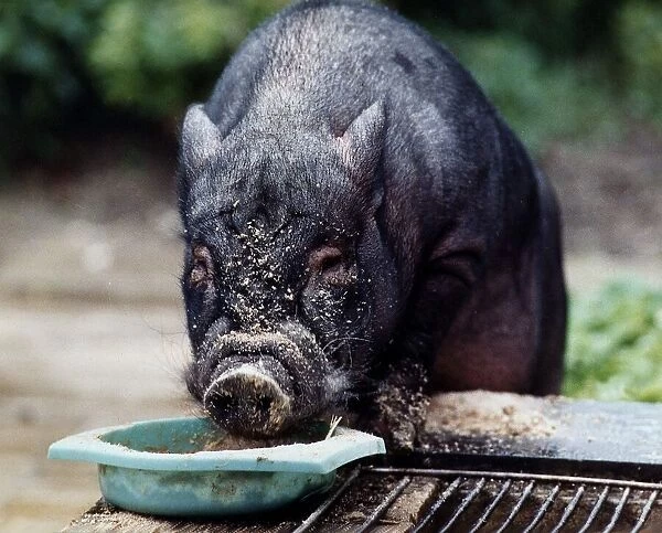 Paxo the Pig eating from a bowl circa 1990