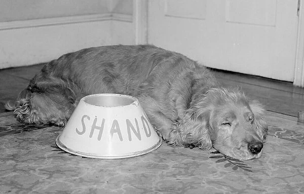 Shandy the golden haired cocker spaniel seen here asleep by his feeding bowl was