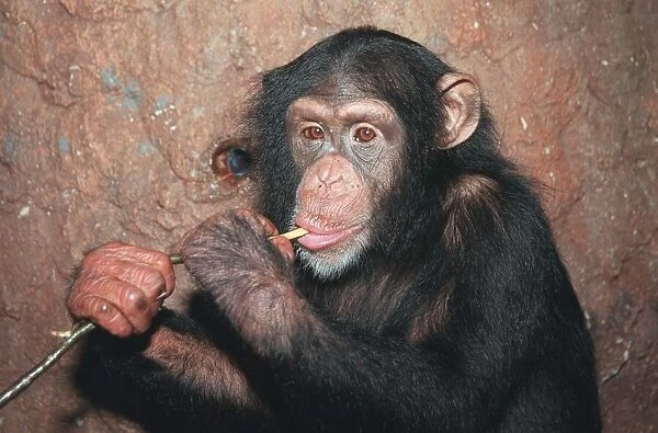 Trudy the Chimp who was rescued after being beaten by Mary Chipperfield Enjoying