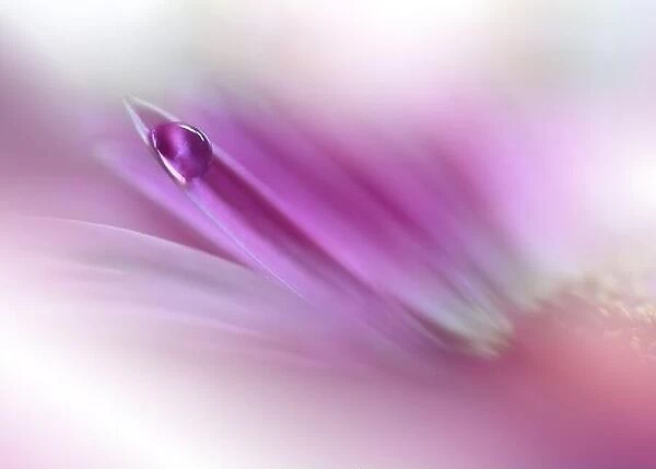 Beautiful Nature Background.Floral Art Design.Abstract Macro Photography.Violet Daisy Flower.Pink Background.Creative Artistic Wallpaper.Water Drops