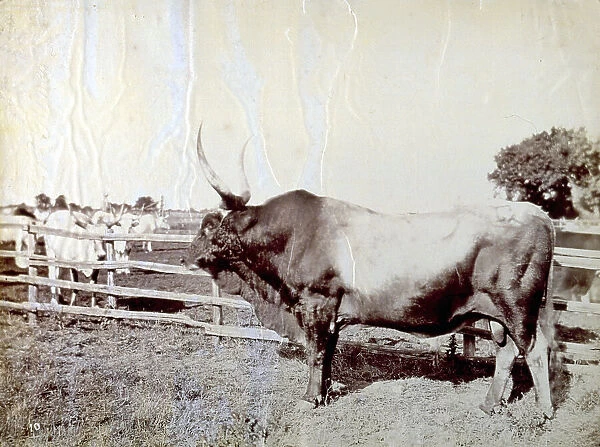 Imposing example of bull in profile, taken inside an enclosure. In the background, behind the fence, other cattle
