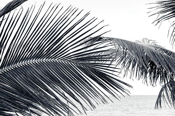 Tropical palm tress on the beach