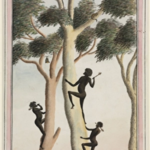 Aboriginal method of climbing trees