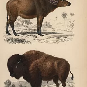 American buffalo or bison, Bison bison