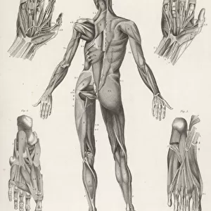 Anatomy / Whole Body