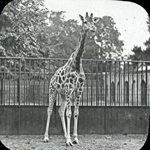 Animals at a French Zoo - Giraffe