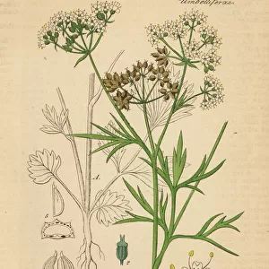 Anise or aniseed, Pimpinella anisum