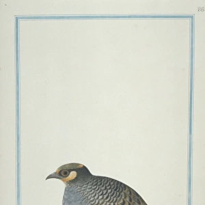 Arboricola javanica, Javan partridge