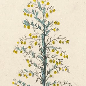 Artemisia Maritima