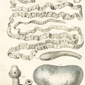 Asian tapeworm and sheep tapeworm larva