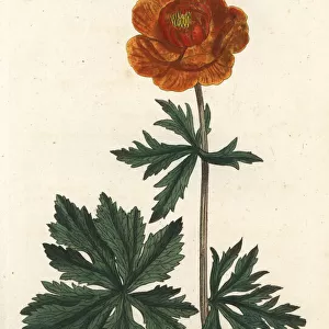 Asiatic globe-flower, Trollius asiaticus