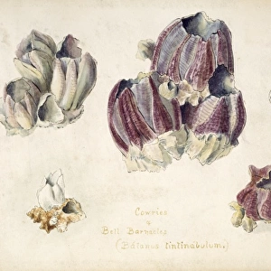 Balanus tintinnabulum, bell barnacle