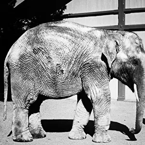 Bayy elephant and keeper, (probably London Zoo)
