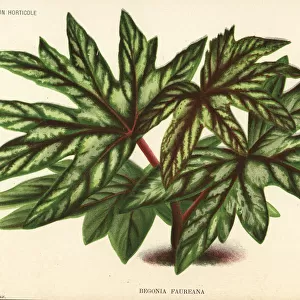 Begonia aconitifolia