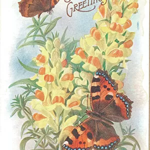 birthday postcard design with butterflies
