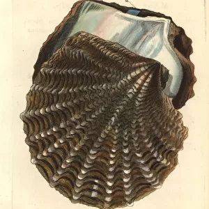 Black-lip pearl oyster, Pinctada margaritifera