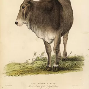 Brahma breed of zebu cattle, Bos taurus indicus