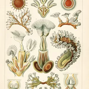 Bryozoa moss animals