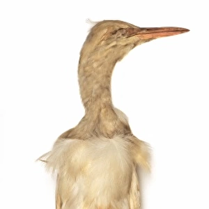 Bubulcus ibis, cattle egret