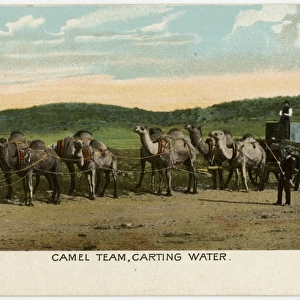 Camel Train, Western Australia - Carting Water