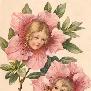 Camellia Flower Faces