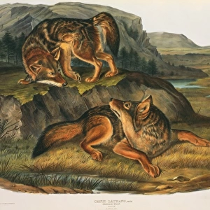 Canis latrans, coyote
