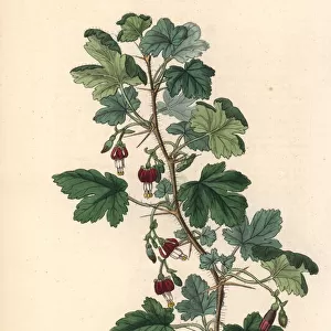 Canyon or Menzies gooseberry, Ribes menziesii